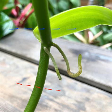 How To Grow Vanilla Orchids Indoors Flowers And Repotting