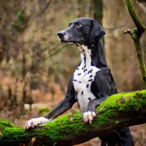 42 Dalmatian Mix Breeds Spot The Right Partner For You Pet Care Stores