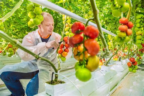 Horti Daily On Twitter Uk Sussex Growers Celebrate British Tomato