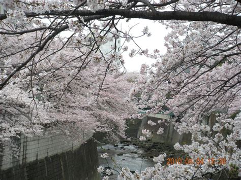 Japanese Cherry Blossom Waterfall Cherry Blossoms And Kanda River