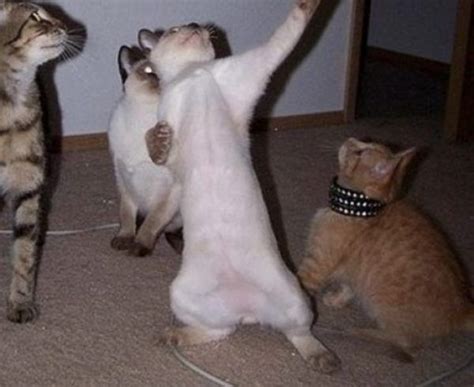 Top 10 Cats Dancing At The New Years Eve Party Dancing Cat Dancing