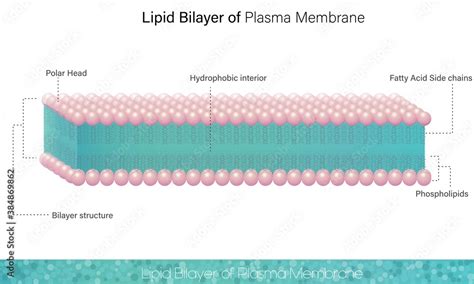 Human Cell Plasma Membrane Showing Lipid Bilayer And Inner Side