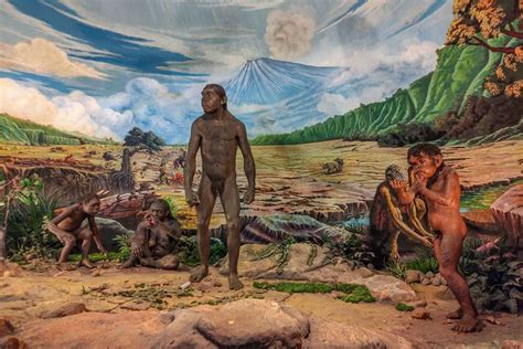 Mengapa Pulau Jawa Menjadi Pusat Penemuan Fosil Manusia Purba
