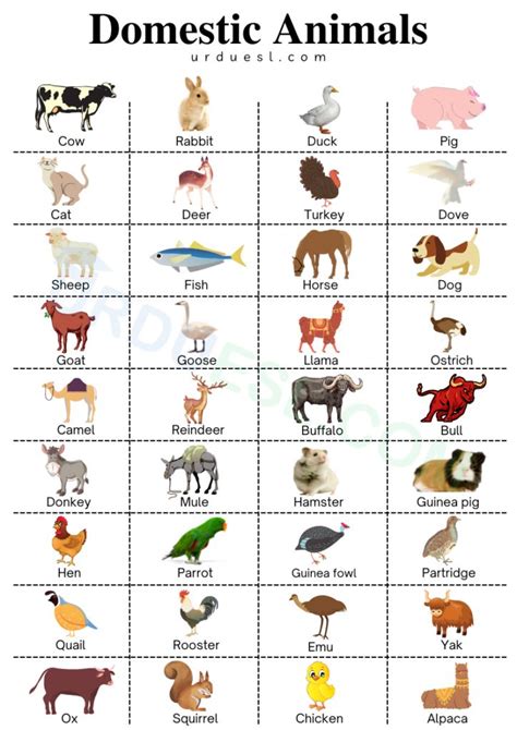 An Animal Chart With Different Types Of Animals And Their Names In