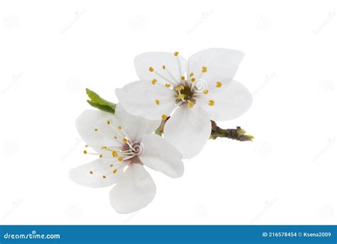 Cherry Blossom Isolated Stock Photo Image Of Blooming 216578454