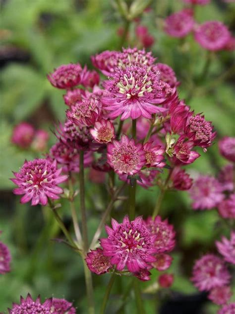 Maybe you would like to learn more about one of these? Astrantia Star of Beauty -- Bluestone Perennials