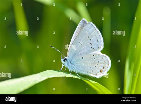 A Western Tailed Blue Butterfly Everes Amyntula In The Early Morning