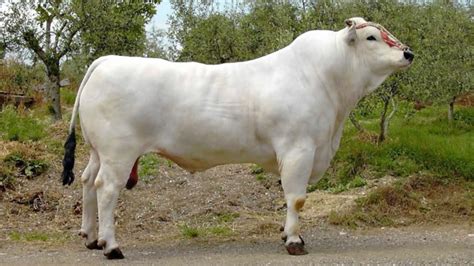 Chianina Beef Cattle Worlds Largest Cattle Breed Youtube