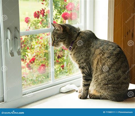 Tabby Cat Looking Out Of A Window Stock Image Image Of Rest Brown