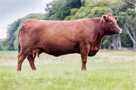 “rare Chance To Buy A Ready Made Herd Of Top Quality Red Aberdeen Angus