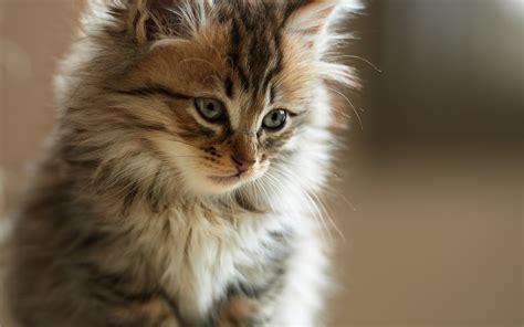 Look Kitten Fur Wallpapers And Images Wallpapers Pictures Photos