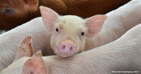 Advocacy And Funding For Farmed Animal Welfare
