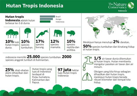 Infografis Hutan Tropis Indonesia Tambora Indonesia Infografis Tropis Hutan
