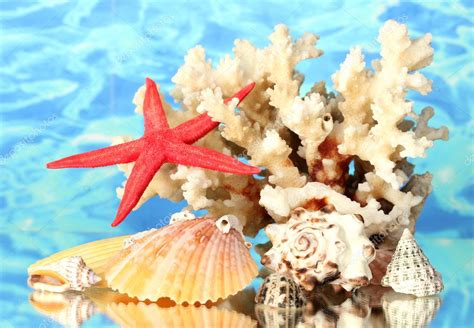 Sea Coral With Shells On Water Background Close Up — Stock Photo