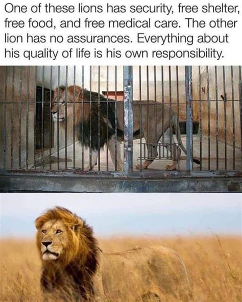 Lions Blank Template Imgflip