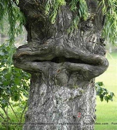 Funny Tree Image Funny Tree Face Face Of Tree Image Of