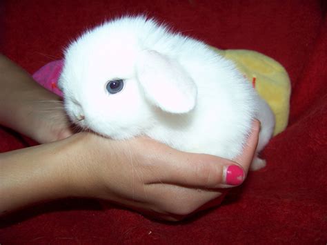 Holland Lop Holland Lop Bunnies Rabbit Pictures Cute Bunny