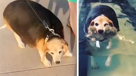 Watch This Overweight Beagles Fitness Journey Youtube