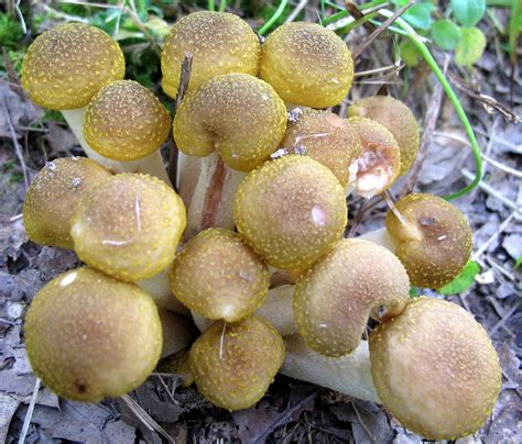 Mushrooms Of The Month Ohio Mushroom Society