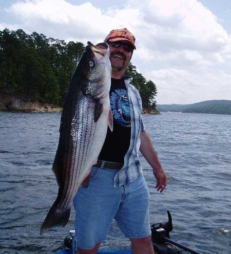 8 Striped Bass Fishing On Lake Ouachita Ideas Striped Bass Fishing