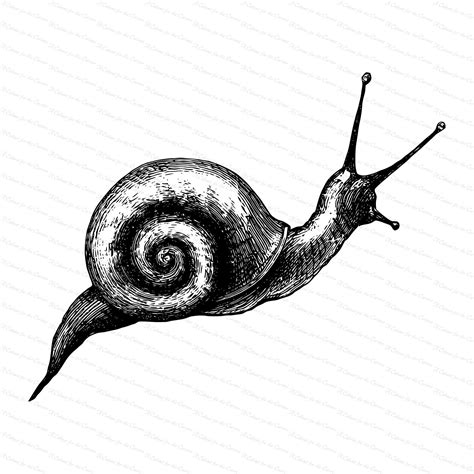 Victorian Snail Antique Vintage Garden Snail Mollusca Vector Clip Art