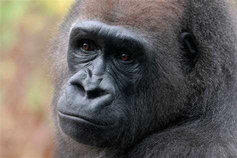 The western lowland gorilla, Gorilla gorilla gorilla · A 