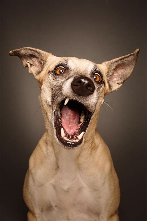Expressive Dog Portraits By Elke Vogelsang Inspiration Grid Dog