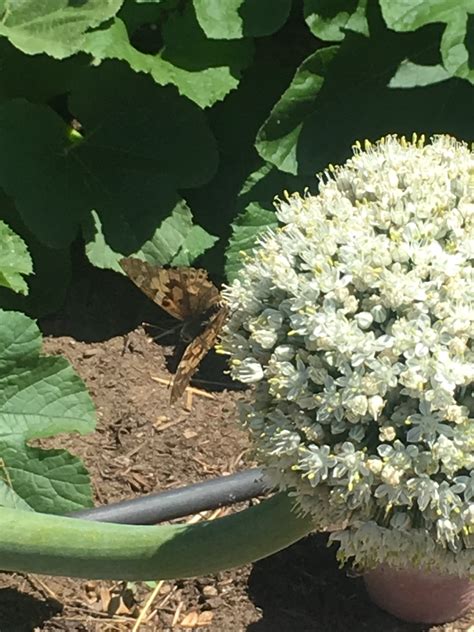 What you sow, you shall reap – Nature Therapy