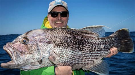 Big Dhufish On Soft Plastic Perth Fishing Tv V3