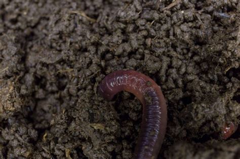 7 Reasons To Love Earthworms—and How To Attract More To Your Garden