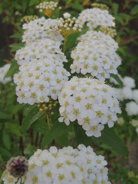 手鞠のような形に白い花が集まって咲くコデマリ春の花 21 49 野の花 庭の花