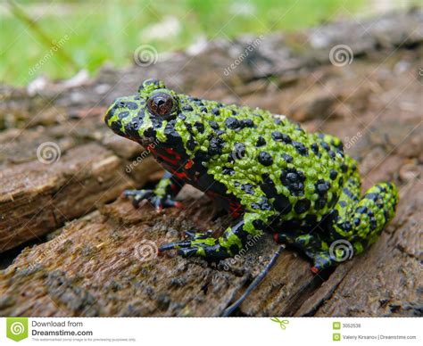 Fire Bellied Toad 10 Stock Photo Image Of Puddles Eyes 3052536