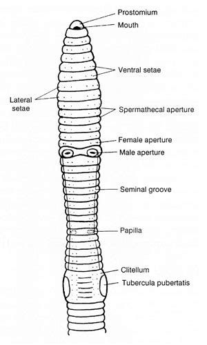 Earthworm External Anatomy Diagram