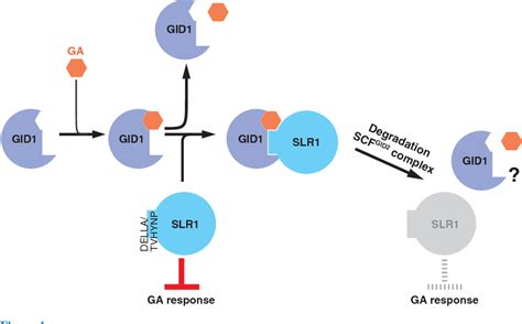 Figure 1 From Gibberellin Receptor And Its Role In Gibberellin Signaling In Plants Semantic