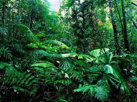 Papel De Parede Para Celular Paisagens Floresta Selva Widescreen