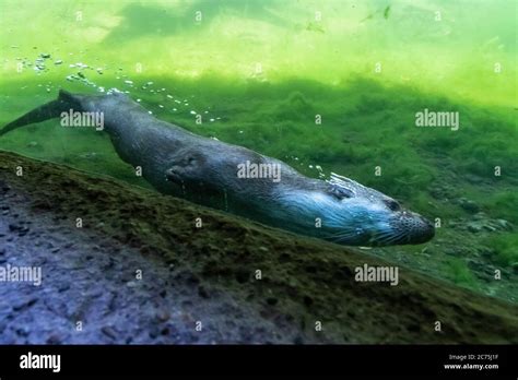 European Otter Swimming In The Lake Stock Photo Alamy