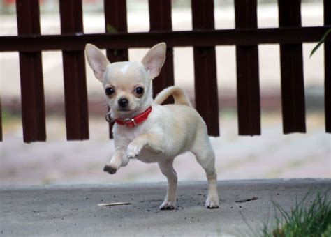 White Apple Head Teacup Chihuahua Pets Lovers