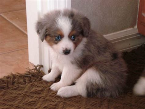 Review how much miniature australian shepherd puppies for sale sell for below. 71 Most Cute Australian Shepherd Puppies Pictures And Photos