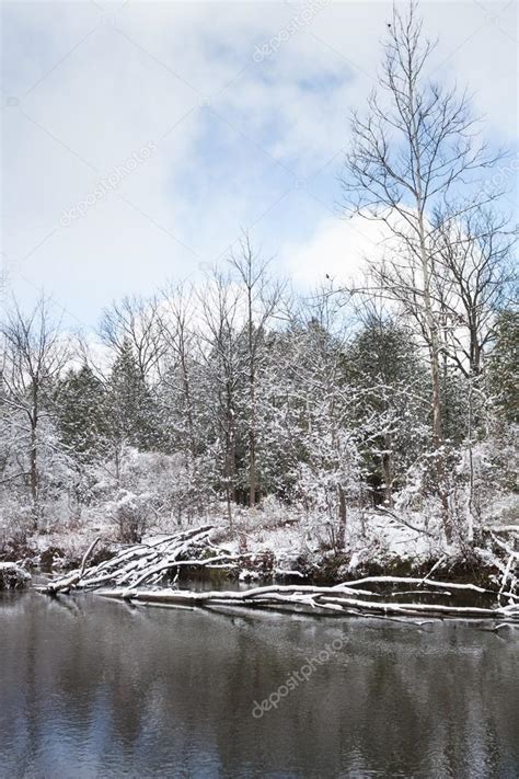 Frosty Winter Scene Vertical — Stock Photo © Amyinlondon 42679195
