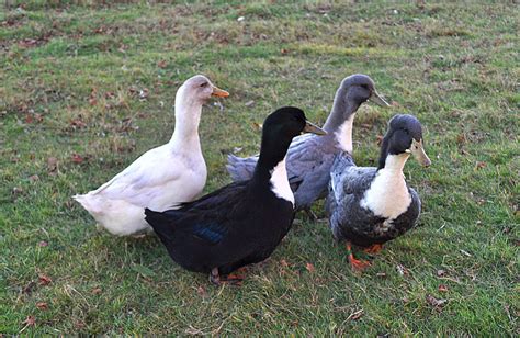 Keeping ducks as pets owner's manual. Different domestic duck breeds of you should be informed ...