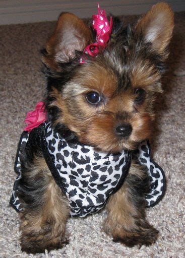 Get the best of insurance or free credit report, browse our section on cell. 24 best images about Yorkie & Chihuahua mixed puppies.. on ...