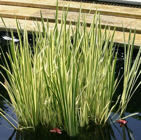 Variegated Sweet Flag Acorus Calamus Variegatus Stone And Water World