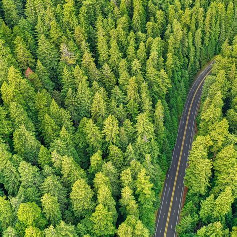 2248x2248 Aerial View Green Pine Trees Forest Wallpaper Forest