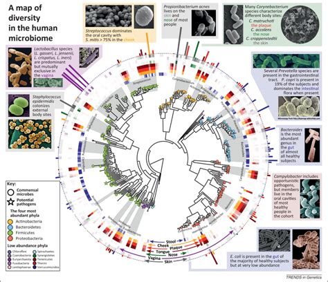 Biodiversity And Functional Genomics In The Human Microbiome Trends In