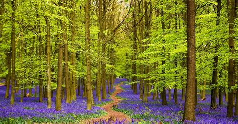 A Guide To Ashridge Forest Circular Walk In The Chilterns 10adventures