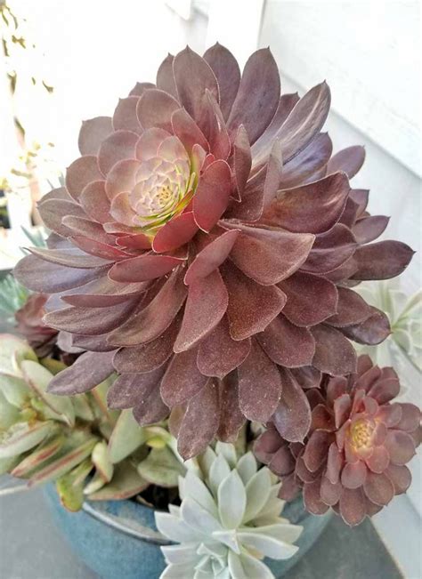 11 Best Easy Care Exotic Succulents To Grow At Home Gardeners Path