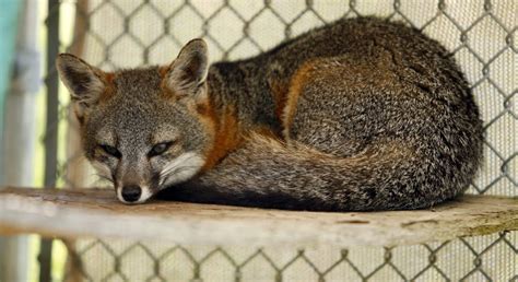 Feds Remove 3 California Foxes From Endangered Species List Breitbart
