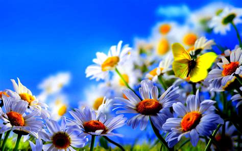 49 Spring Flowers Screensavers Wallpaper Wallpapersafari