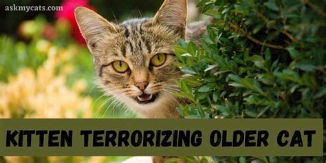 Kitten Terrorizingattacking Older Cats Your Queries Our Answers