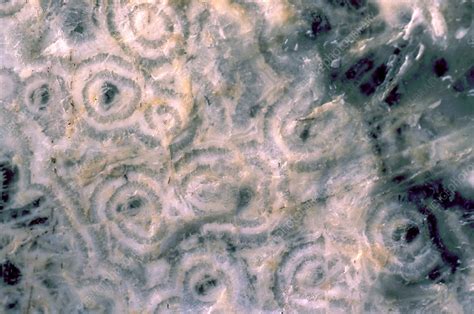 Fossil Stromatolites Cross Section Stock Image E4400198 Science